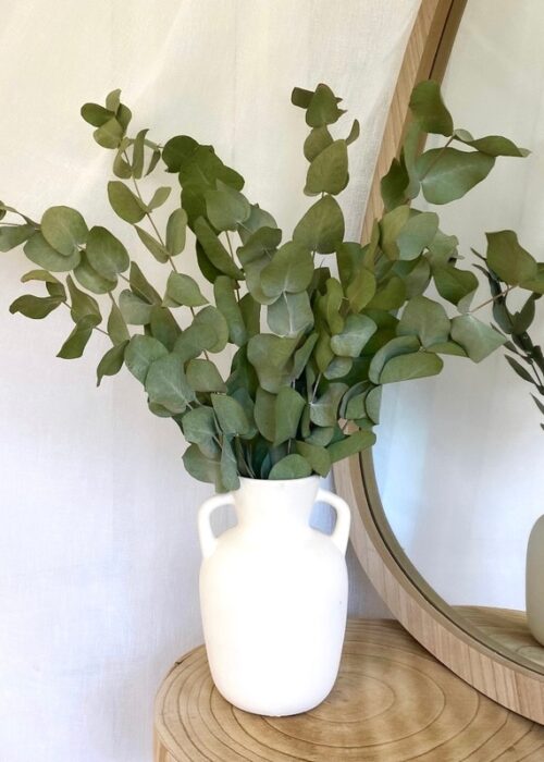 Botte Eucalyptus séché