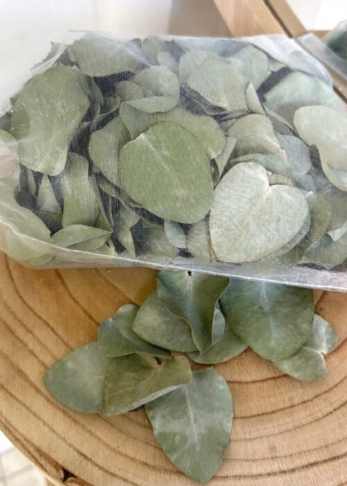 Feuilles eucalyptus