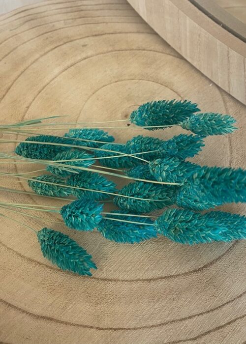 Botte fleurs séchées Phalaris bleu canard