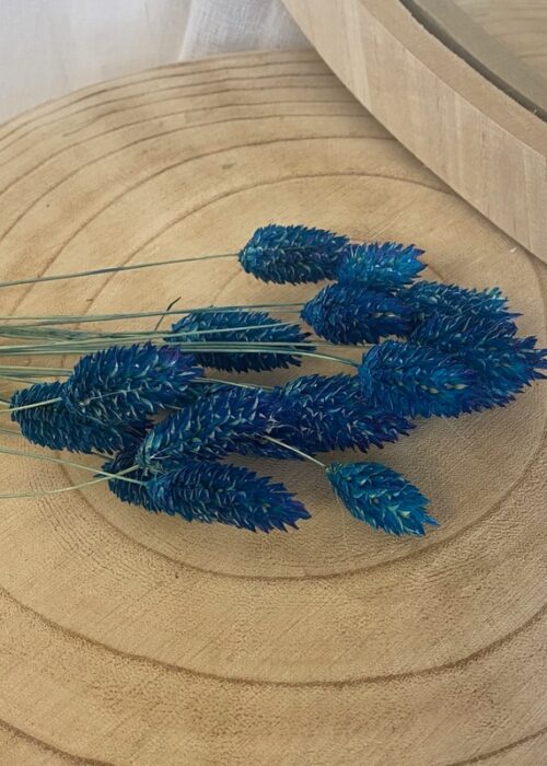 Botte fleurs séchées Phalaris bleu roi