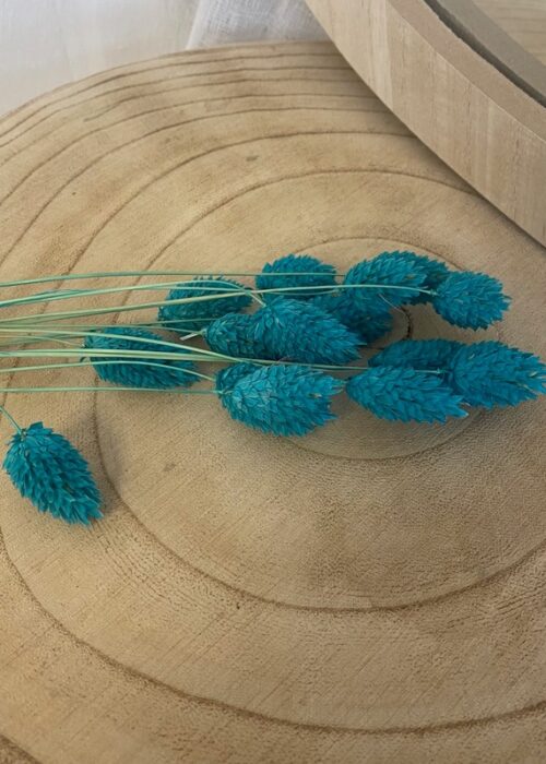 Botte fleurs séchées Phalaris bleu turquoise