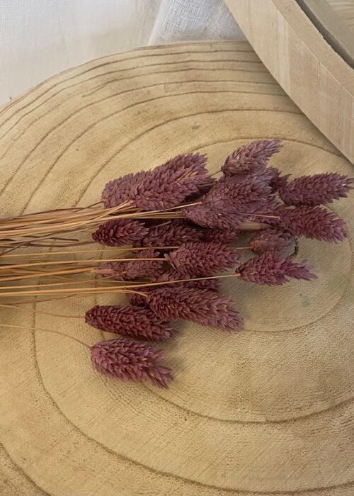 Botte fleurs séchées Phalaris marron/violine